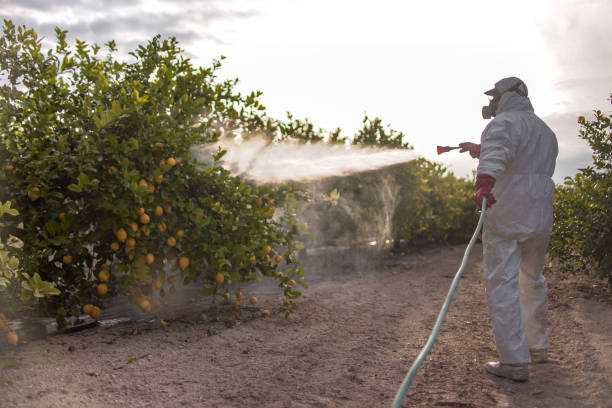 Best Affordable Pest Control Services  in Blue Springs, MO