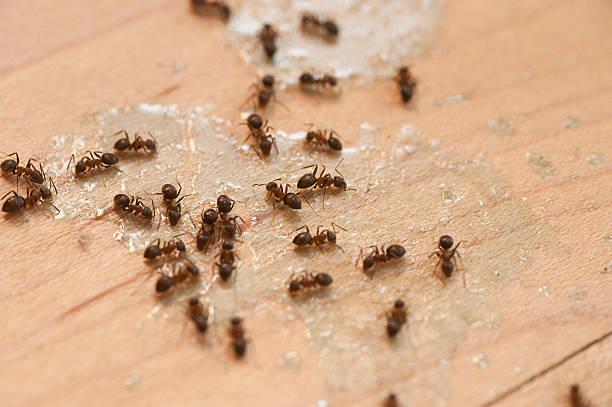 Best Wildlife Control Services  in Blue Springs, MO